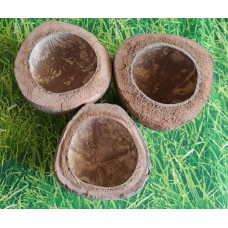 Kokosschale, halbiert im Querschnitt